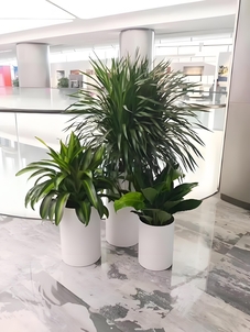 领略宁波鄞州绿植租赁设计，焕新空间生态之美